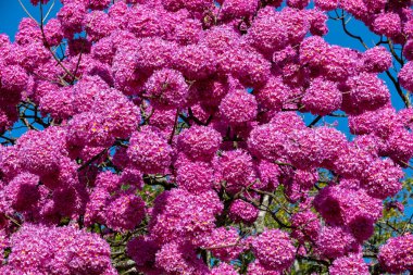 Çiçekteki en güzel ağaçlar: Pembe Trompet Ağacı (Tabebuia impetiginosa veya Handroanthus impetiginosus).