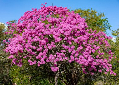 Çiçekteki en güzel ağaçlar: Pembe Trompet Ağacı (Tabebuia impetiginosa veya Handroanthus impetiginosus).