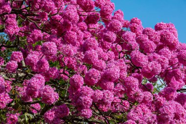 Çiçekteki en güzel ağaçlar: Pembe Trompet Ağacı (Tabebuia impetiginosa veya Handroanthus impetiginosus).