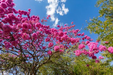 Çiçekteki en güzel ağaçlar: Pembe Trompet Ağacı (Tabebuia impetiginosa veya Handroanthus impetiginosus).