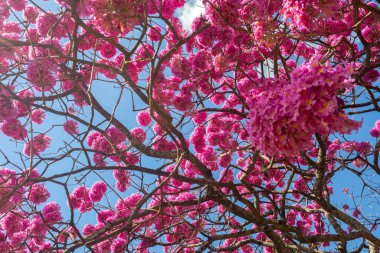 Çiçekteki en güzel ağaçlar: Pembe Trompet Ağacı (Tabebuia impetiginosa veya Handroanthus impetiginosus).