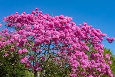 Çiçekteki en güzel ağaçlar: Pembe Trompet Ağacı (Tabebuia impetiginosa veya Handroanthus impetiginosus).