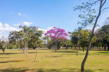 Çiçekteki en güzel ağaçlar: Pembe Trompet Ağacı (Tabebuia impetiginosa veya Handroanthus impetiginosus).