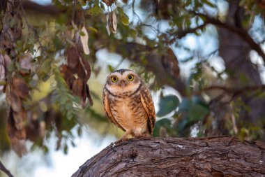 Komik Kazıcı Baykuş Athene cunicularia