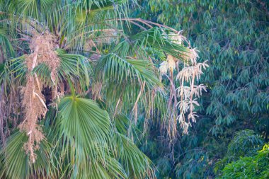Doğal tropikal manzaralı arka plan manzarası