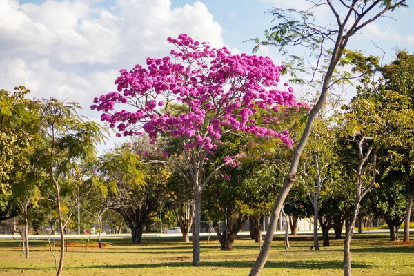 Самые Красивые Деревья Цвету Розовая Труба Tabebuia Impetiginosa Handroanthus Impetiginosus — стоковое фото