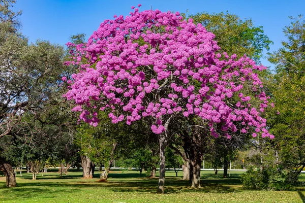 Najpiękniejsze Drzewa Kwiatach Różowe Drzewo Trąbki Tabebuia Impetiginosa Lub Handroanthus — Zdjęcie stockowe