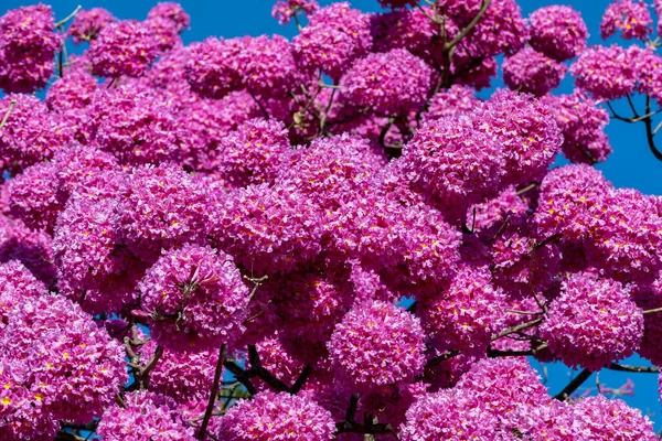 Most Beautiful Trees Flower Pink Trumpet Tree Tabebuia Impetiginosa Handroanthus — Stock Photo, Image