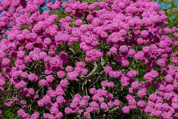 stock image The most beautiful trees in flower: Pink Trumpet Tree (Tabebuia impetiginosa or Handroanthus impetiginosus).