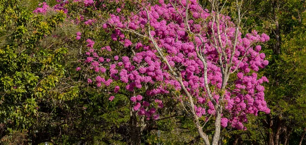 Πιο Όμορφα Δέντρα Στο Λουλούδι Ροζ Τρομπέτα Tabebuia Impetiginosa Handroanthus — Φωτογραφία Αρχείου