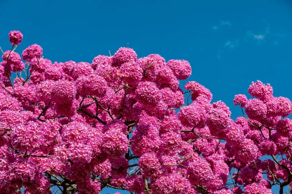 Vackraste Träden Blomma Pink Trumpet Tree Tabebuia Impetiginosa Eller Handroanthus — Stockfoto