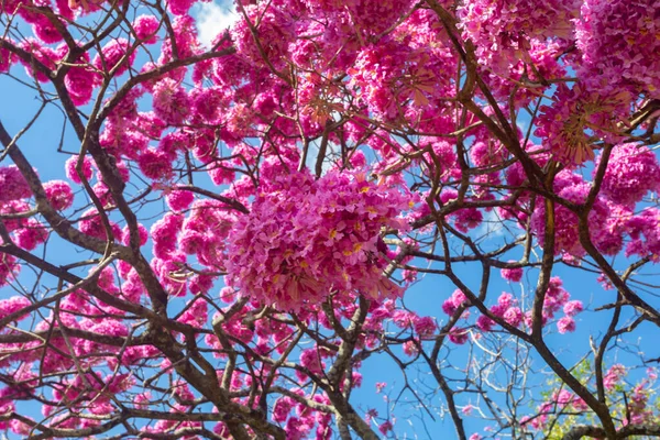 Nejkrásnější Stromy Květu Růžový Trumpeta Strom Tabebuia Impetiginosa Nebo Handroanthus — Stock fotografie