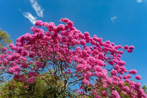 Найкрасивіші Дерева Квітці Рожеве Дерево Труби Tabebuia Impiginosa Або Handroanthus — стокове фото