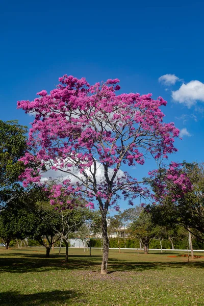Самые Красивые Деревья Цвету Розовая Труба Tabebuia Impetiginosa Handroanthus Impetiginosus — стоковое фото