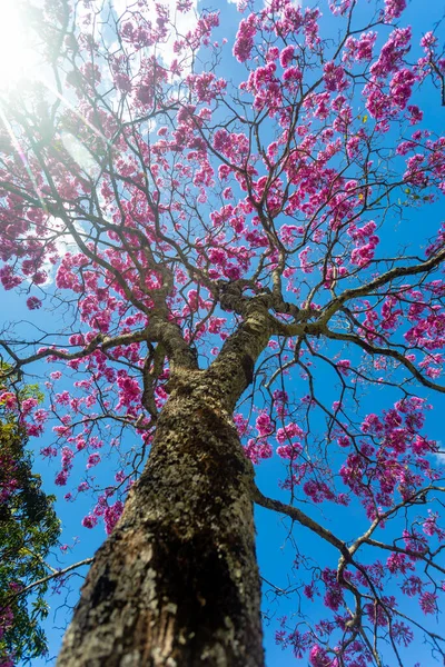 花の中で最も美しい木 ピンクのトランペットの木 Tabebuia ImpetiginosaまたはHandroanthus Impetiginous — ストック写真