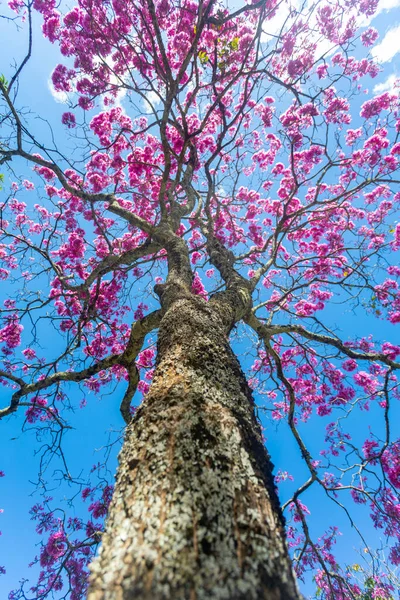 Árvores Mais Bonitas Flor Árvore Trompete Rosa Tabebuia Impetiginosa Handroanthus — Fotografia de Stock