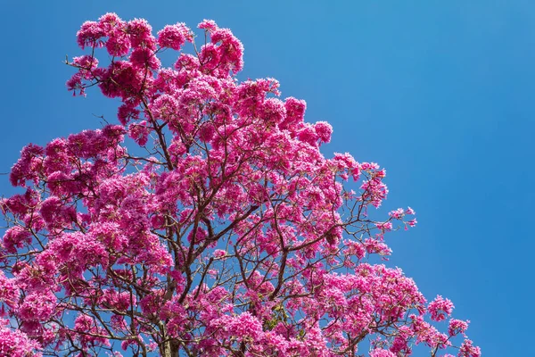 속에서 아름다운 분홍빛 트럼펫 Tabebuia Impetiginosa Handroanthus Impetiginosus — 스톡 사진