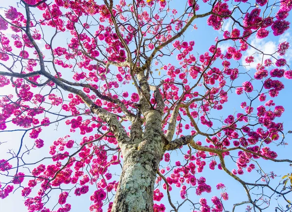 속에서 아름다운 분홍빛 트럼펫 Tabebuia Impetiginosa Handroanthus Impetiginosus — 스톡 사진