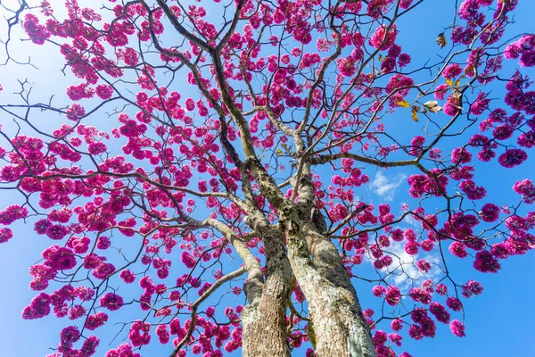 花中最美丽的树 粉红刺槐 Tabebuia Impetiginosa或Handroanthus Impetiginosus — 图库照片