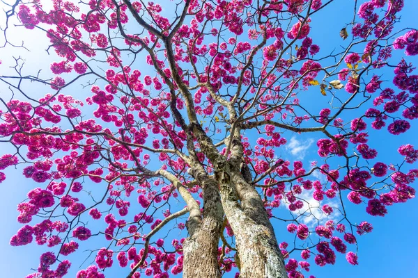 花中最美丽的树 粉红刺槐 Tabebuia Impetiginosa或Handroanthus Impetiginosus — 图库照片