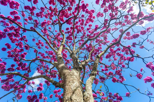 Gli Alberi Più Belli Fiore Tromba Rosa Tabebuia Impetiginosa Handroanthus — Foto Stock