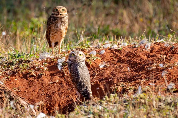 Funny Burrowing Owl Athene Cunicularia —  Fotos de Stock