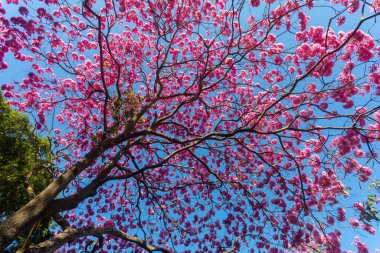 (Handroanthus heptaphyllus) Güzel Pembe Trompet Ağacı 'nın yakınında, Tabebuia Rosea çiçek açmış. Ipe Rosa, pembe ipe. Braslia DF