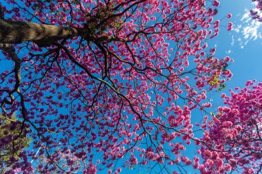 (Handroanthus heptaphyllus) Güzel Pembe Trompet Ağacı 'nın yakınında, Tabebuia Rosea çiçek açmış. Ipe Rosa, pembe ipe. Braslia DF