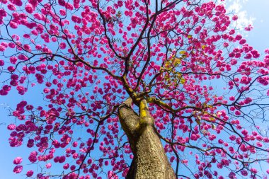 (Handroanthus heptaphyllus) Güzel Pembe Trompet Ağacı 'nın yakınında, Tabebuia Rosea çiçek açmış. Ipe Rosa, pembe ipe. Braslia DF