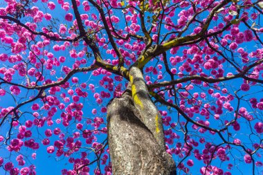 (Handroanthus heptaphyllus) Güzel Pembe Trompet Ağacı 'nın yakınında, Tabebuia Rosea çiçek açmış. Ipe Rosa, pembe ipe. Braslia DF