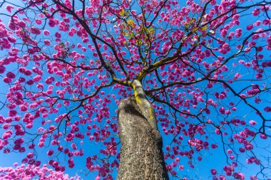 (Handroanthus heptaphyllus) Güzel Pembe Trompet Ağacı 'nın yakınında, Tabebuia Rosea çiçek açmış. Ipe Rosa, pembe ipe. Braslia DF