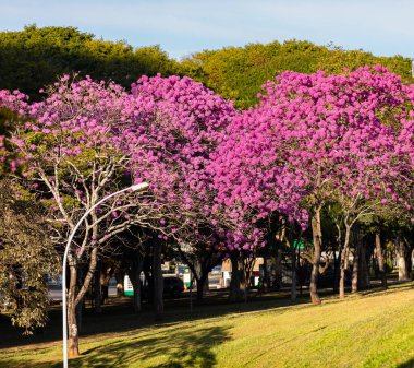 (Handroanthus heptaphyllus) Güzel Pembe Trompet Ağacı 'nın yakınında, Tabebuia Rosea çiçek açmış. Ip Rosa, pembe ip. Braslia DF
