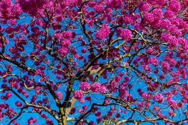 (Handroanthus heptaphyllus) Güzel Pembe Trompet Ağacı 'nın yakınında, Tabebuia Rosea çiçek açmış. Ip Rosa, pembe ip. Braslia DF