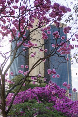(Handroanthus heptaphyllus) Güzel Pembe Trompet Ağacı 'nın yakınında, Tabebuia Rosea çiçek açmış. Ip Rosa, pembe ip. Braslia DF