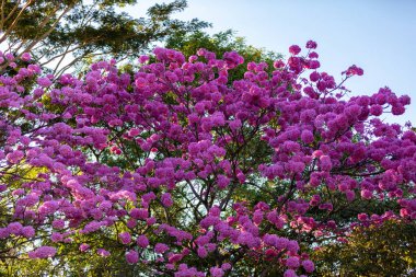 (Handroanthus heptaphyllus) Güzel Pembe Trompet Ağacı 'nın yakınında, Tabebuia Rosea çiçek açmış. Ip Rosa, pembe ip. Braslia DF