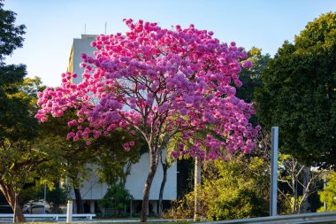 (Handroanthus heptaphyllus) Güzel Pembe Trompet Ağacı 'nın yakınında, Tabebuia Rosea çiçek açmış. Ip Rosa, pembe ip. Braslia DF