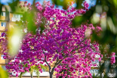 (Handroanthus heptaphyllus) Güzel Pembe Trompet Ağacı 'nın yakınında, Tabebuia Rosea çiçek açmış. Ip Rosa, pembe ip. Braslia DF