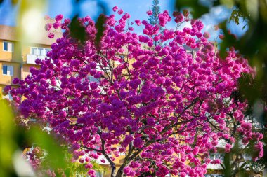 (Handroanthus heptaphyllus) Güzel Pembe Trompet Ağacı 'nın yakınında, Tabebuia Rosea çiçek açmış. Ip Rosa, pembe ip. Braslia DF