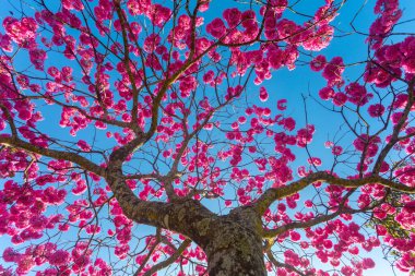 (Handroanthus heptaphyllus) Güzel Pembe Trompet Ağacı 'nın yakınında, Tabebuia Rosea çiçek açmış. Ip Rosa, pembe ip. Braslia DF