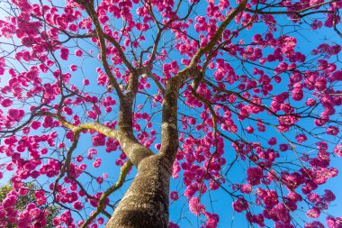 (Handroanthus heptaphyllus) Güzel Pembe Trompet Ağacı 'nın yakınında, Tabebuia Rosea çiçek açmış. Ip Rosa, pembe ip. Braslia DF