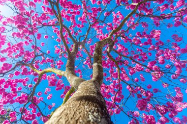 (Handroanthus heptaphyllus) Güzel Pembe Trompet Ağacı 'nın yakınında, Tabebuia Rosea çiçek açmış. Ip Rosa, pembe ip. Braslia DF