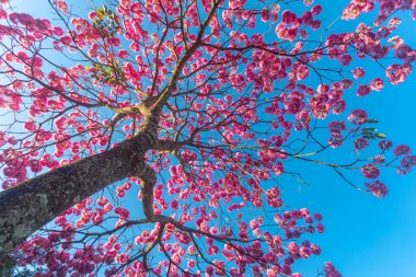 (Handroanthus heptaphyllus) Güzel Pembe Trompet Ağacı 'nın yakınında, Tabebuia Rosea çiçek açmış. Ip Rosa, pembe ip. Braslia DF