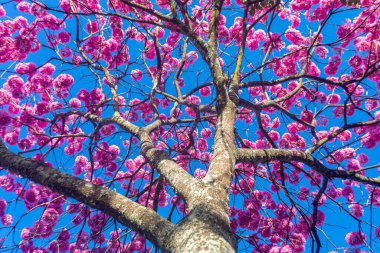 (Handroanthus heptaphyllus) Güzel Pembe Trompet Ağacı 'nın yakınında, Tabebuia Rosea çiçek açmış. Ip Rosa, pembe ip. Braslia DF