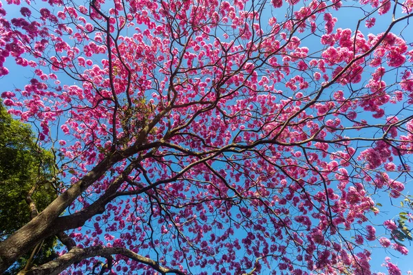 Handroanthus Heptaphyllus Закрийте Прекрасне Рожеве Дерево Tabebuia Rosea Повному Розквіті — стокове фото