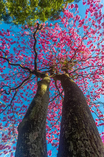 ハンドロアントス ヘプタプラルス 満開の美しいピンクのトランペットの木 Tabebuia Roseaのクローズアップ アイプローザ ピンクのパイプ ブラジリアDf — ストック写真