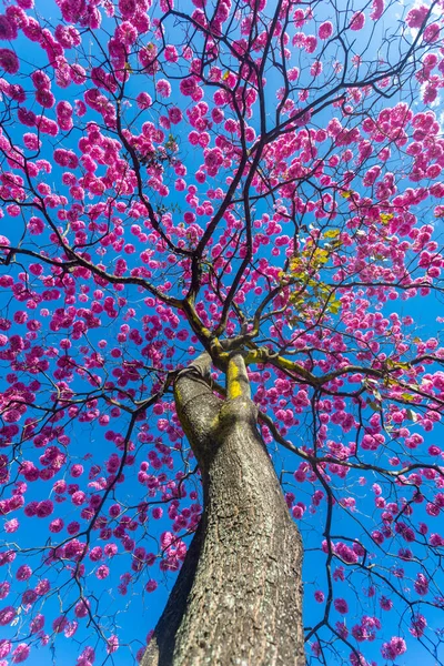 ハンドロアントス ヘプタプラルス 満開の美しいピンクのトランペットの木 Tabebuia Roseaのクローズアップ アイプローザ ピンクのパイプ ブラジリアDf — ストック写真