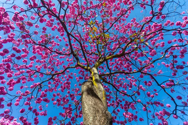 Handroanthus Heptaphyllus Zbliżenie Piękne Różowe Drzewo Trąbki Tabebuia Rosea Pełnym — Zdjęcie stockowe