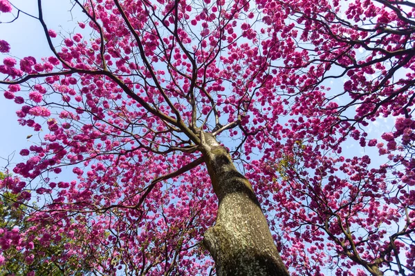 Handroanthus Heptaphyllus Κοντινό Πλάνο Του Όμορφου Pink Trumpet Tree Tabebuia — Φωτογραφία Αρχείου