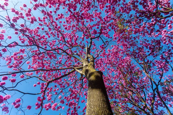 Handroanthus Heptaphyllob Закрыть Красивый Розовый Trumpet Tree Tabebuia Fencea Полном — стоковое фото
