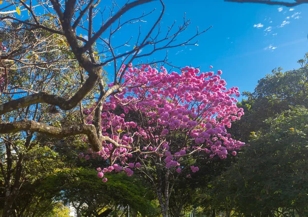 ハンドロアントス ヘプタプラルス 満開の美しいピンクのトランペットの木 Tabebuia Roseaのクローズアップ Rosa Pink ブラジリアDf — ストック写真